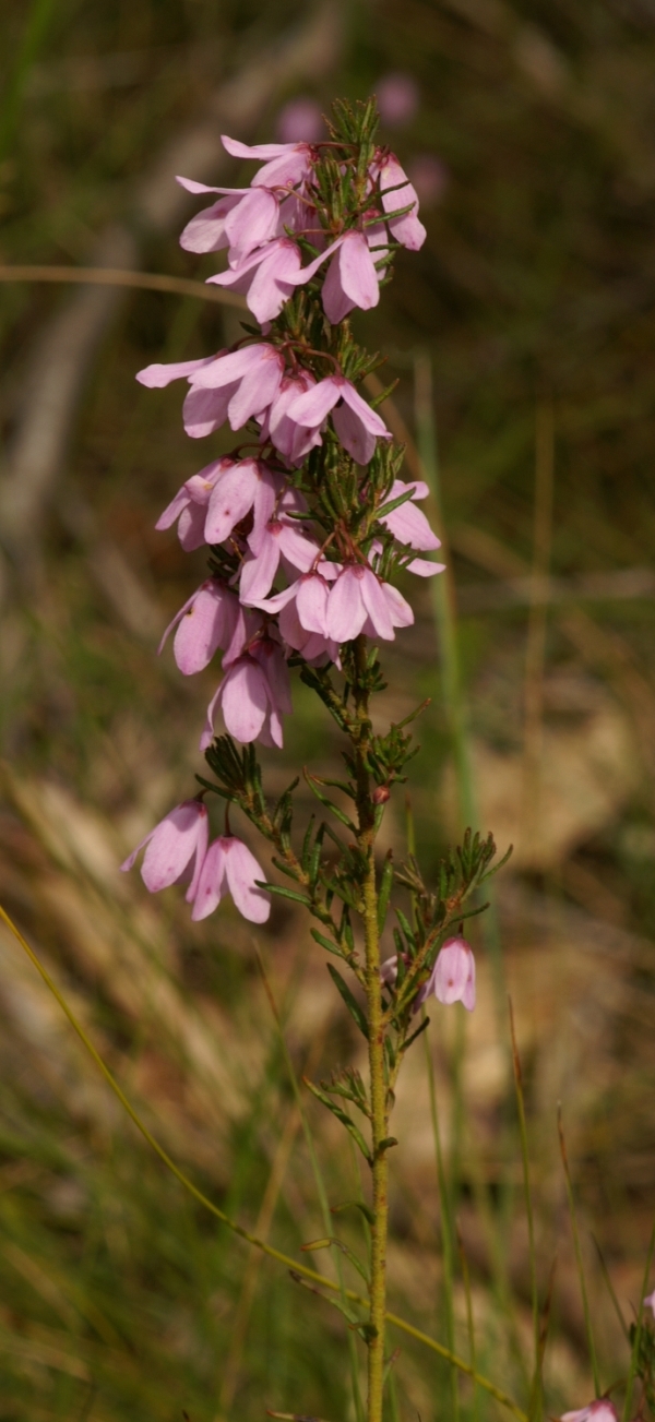 Tetratheca pilosa